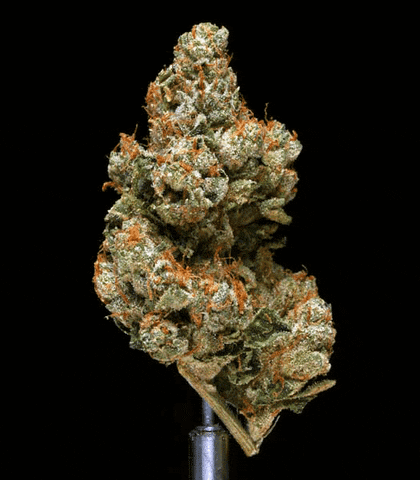 weed_pot_GIF_by_TIME.gif